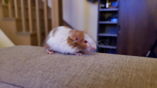 Illustration de l'article : 20 photos de souris dont l'adorable bouille vous fera sourire