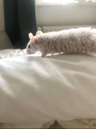 Illustration de l'article : 20 photos de souris dont l'adorable bouille vous fera sourire