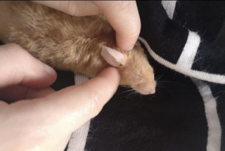 Illustration de l'article : 20 photos de souris dont l'adorable bouille vous fera sourire