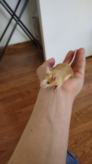 Illustration de l'article : 20 photos de souris dont l'adorable bouille vous fera sourire