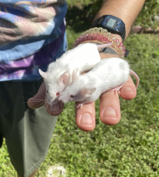 Illustration de l'article : 20 photos de souris dont l'adorable bouille vous fera sourire