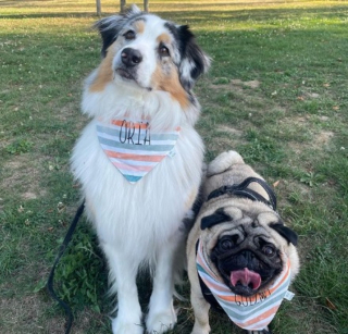 Illustration de l'article : Avec Oria & Guizmo, faites plaisir à votre chien et offrez-lui une touche d’élégance tout en profitant des soldes