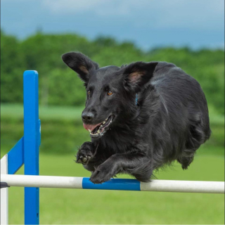 Illustration de l'article : Malgré les pronostics pessimistes des vétérinaires, ce chien malade est devenu un athlète confirmé
