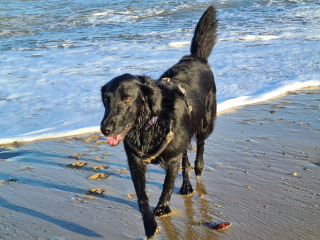 Illustration de l'article : Malgré les pronostics pessimistes des vétérinaires, ce chien malade est devenu un athlète confirmé