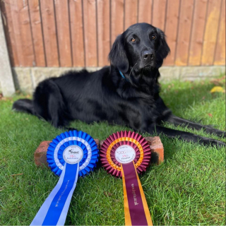 Illustration de l'article : Malgré les pronostics pessimistes des vétérinaires, ce chien malade est devenu un athlète confirmé