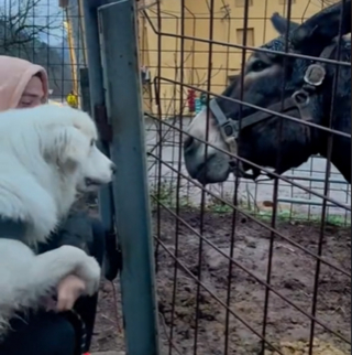 Illustration de l'article : L'intervention douce et efficace d'un chien pour empêcher un âne de mordre la main de son maître (vidéo)