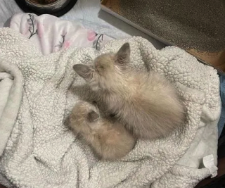 Illustration de l'article : Vidéo : Depuis que ces 3 chatons malades ont été découverts sous une maison, leur vie a complètement changé !