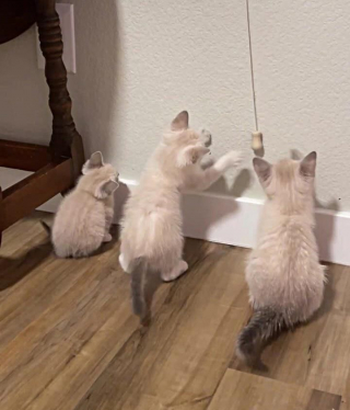 Illustration de l'article : Vidéo : Depuis que ces 3 chatons malades ont été découverts sous une maison, leur vie a complètement changé !