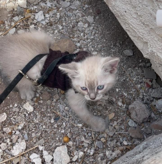 Illustration de l'article : Vidéo : Depuis que ces 3 chatons malades ont été découverts sous une maison, leur vie a complètement changé !