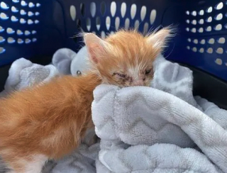Illustration de l'article : Ce chaton malade et fébrile se transforme en boule d’énergie grâce à l’amour d’une famille 
