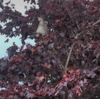 Illustration de l'article : Vidéo : Une chatte se retrouve coincée en haut d’un arbre pendant une tempête, sous le regard impuissant de ses propriétaires