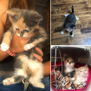 Illustration de l'article : Ce chaton handicapé fait de nombreuses séances d’exercice pour retrouver l’usage de ses pattes arrière