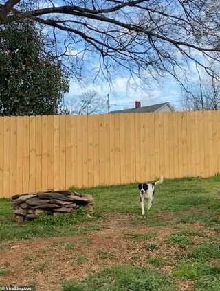 Illustration de l'article : Vidéo : Ils achètent une barrière de 3 mètres pour leurs chiens, mais l’un d’eux est bien décidé à voir ce qu’il se passe de l’autre côté