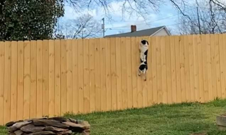 Illustration de l'article : Vidéo : Ils achètent une barrière de 3 mètres pour leurs chiens, mais l’un d’eux est bien décidé à voir ce qu’il se passe de l’autre côté