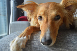 Illustration de l'article : Grâce à sa chienne, une femme a pu aller de l'avant et surmonter la perte de son père