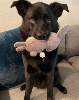 Illustration de l'article : Après avoir perdu son chien dans un parc, une femme le retrouve en très bonne compagnie (vidéo)