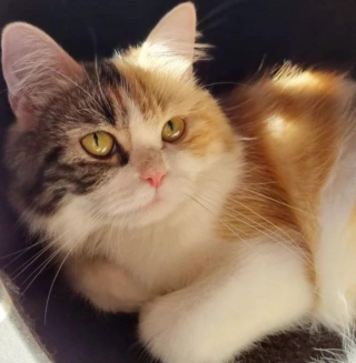 Illustration de l'article : Une chatte très maigre cachait 6 petits dans son ventre