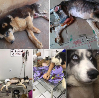 Illustration de l'article : 11 photos racontant l'histoire de Maya, chienne handicapée et traumatisée ayant retrouvé l'espoir