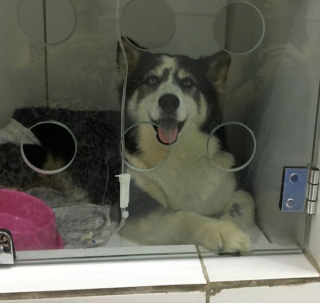 Illustration de l'article : 11 photos racontant l'histoire de Maya, chienne handicapée et traumatisée ayant retrouvé l'espoir