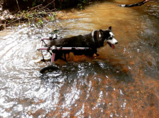 Illustration de l'article : 11 photos racontant l'histoire de Maya, chienne handicapée et traumatisée ayant retrouvé l'espoir