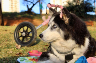 Illustration de l'article : 11 photos racontant l'histoire de Maya, chienne handicapée et traumatisée ayant retrouvé l'espoir