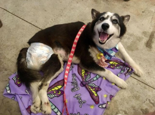 Illustration de l'article : 11 photos racontant l'histoire de Maya, chienne handicapée et traumatisée ayant retrouvé l'espoir