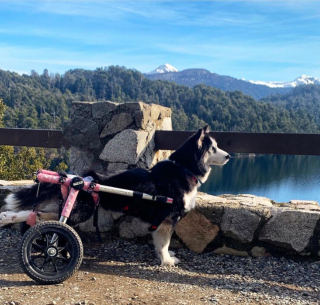 Illustration de l'article : 11 photos racontant l'histoire de Maya, chienne handicapée et traumatisée ayant retrouvé l'espoir