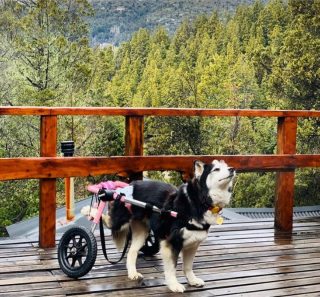 Illustration de l'article : 11 photos racontant l'histoire de Maya, chienne handicapée et traumatisée ayant retrouvé l'espoir