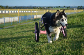 Illustration de l'article : 11 photos racontant l'histoire de Maya, chienne handicapée et traumatisée ayant retrouvé l'espoir