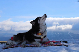 Illustration de l'article : 11 photos racontant l'histoire de Maya, chienne handicapée et traumatisée ayant retrouvé l'espoir