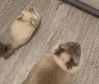 Illustration de l'article : L'accueil que réservent ces 2 chats à leur humain rentrant du travail est un pur moment de bonheur (vidéo)