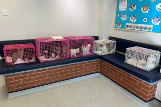 Illustration de l'article : Une maman chat et ses 7 chatons abandonnés dans une benne à ordure cherchent des familles aimantes