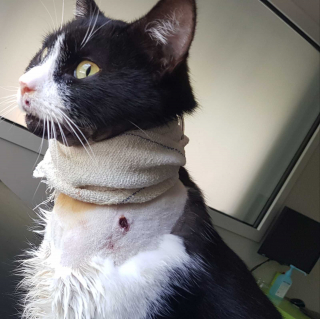 Illustration de l'article : Un couple pense que son chat a été blessé par une voiture, et découvre qu’il a en fait reçu une balle !