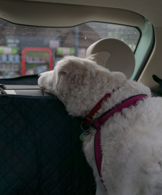 Illustration de l'article : Pendant que cette femme s’occupe de sa fille handicapée, un agent de sécurité brise la vitre de sa voiture pour “sauver” son chien