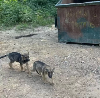 Illustration de l'article : Abandonn&eacute;e dans une d&eacute;charge, une famille de Bergers Allemands est rest&eacute;e sur place jusqu&rsquo;&agrave; ce qu&rsquo;on vienne l'aider