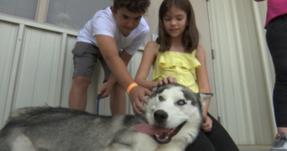 Illustration de l'article : Flagrant délit d’abandon : une automobiliste filme un homme en train d’abandonner son Husky au bord de la route (vidéo)