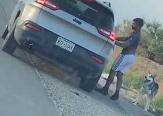 Illustration de l'article : Flagrant délit d’abandon : une automobiliste filme un homme en train d’abandonner son Husky au bord de la route (vidéo)