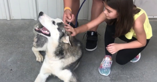 Illustration de l'article : Flagrant délit d’abandon : une automobiliste filme un homme en train d’abandonner son Husky au bord de la route (vidéo)