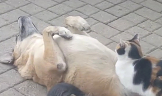 Illustration de l'article : Un chat rencontre un chien errant et le trouve tellement confortable qu’il s’installe sur lui (vidéo)