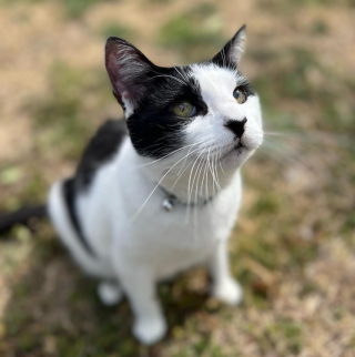 Illustration de l'article : Le chien Ed détestait les chats, mais s’est pourtant lié d’amitié avec le nouveau félin aveugle de la maison