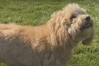 Illustration de l'article : Une chienne assistant à une course décide de sauter sur la piste pour se mesurer aux athlètes (vidéo)