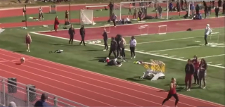 Illustration de l'article : Une chienne assistant à une course décide de sauter sur la piste pour se mesurer aux athlètes (vidéo)