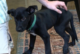 Illustration de l'article : Un Américain vient en aide à un chiot abandonné sur la route en plein milieu d’un carrefour