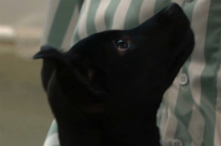 Illustration de l'article : Un Américain vient en aide à un chiot abandonné sur la route en plein milieu d’un carrefour