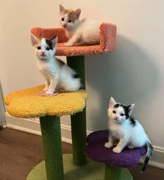 Illustration de l'article : Le combat pour la survie d'un trio de chatons nés parmi les pneus d'une entreprise de recyclage