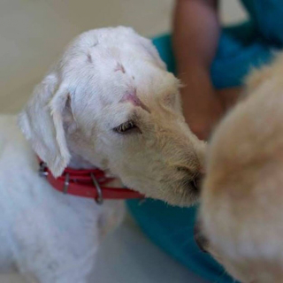Illustration de l'article : Une chienne blessée, malade et infestée de parasites se métamorphose entre les mains de ses bienfaiteurs