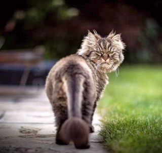 Illustration de l'article : 18 photos de chats &agrave; la posture intimidante mais qui n'en sont que plus adorables encore