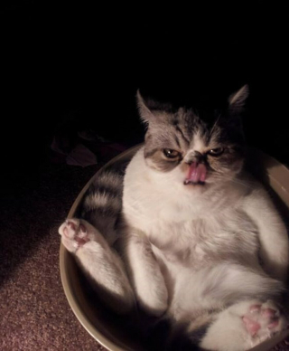 Illustration de l'article : 18 photos de chats &agrave; la posture intimidante mais qui n'en sont que plus adorables encore