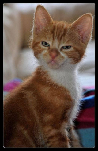 Illustration de l'article : 18 photos de chats &agrave; la posture intimidante mais qui n'en sont que plus adorables encore