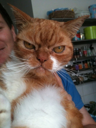 Illustration de l'article : 18 photos de chats &agrave; la posture intimidante mais qui n'en sont que plus adorables encore